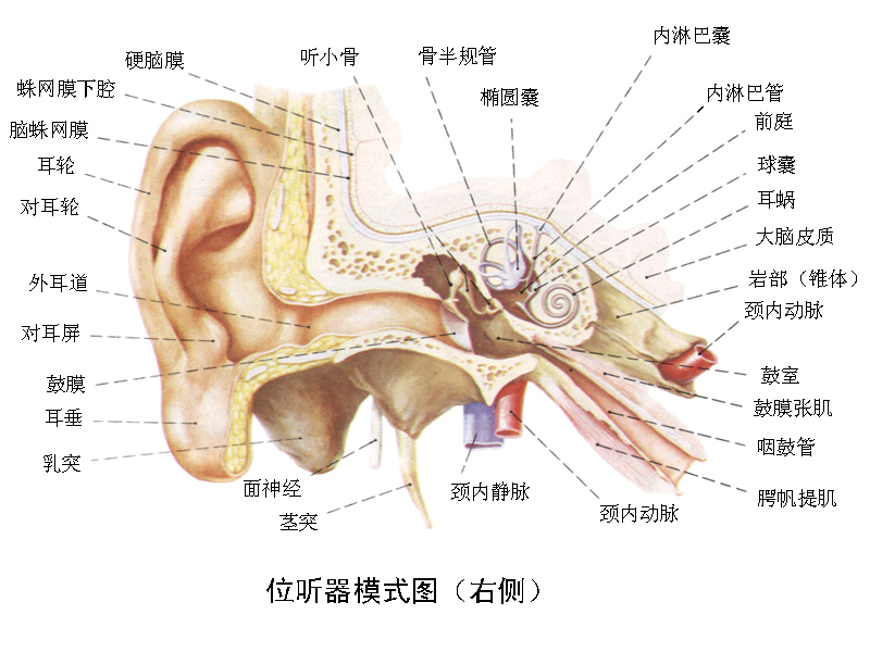 鼓膜 耳部结构图 位听器模式图