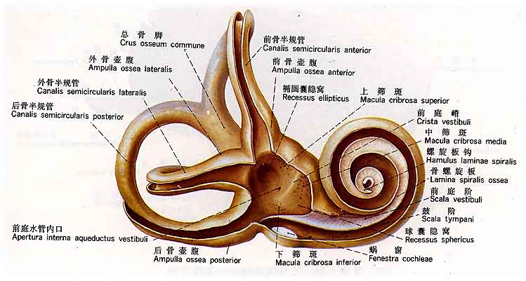 人工耳蜗图片